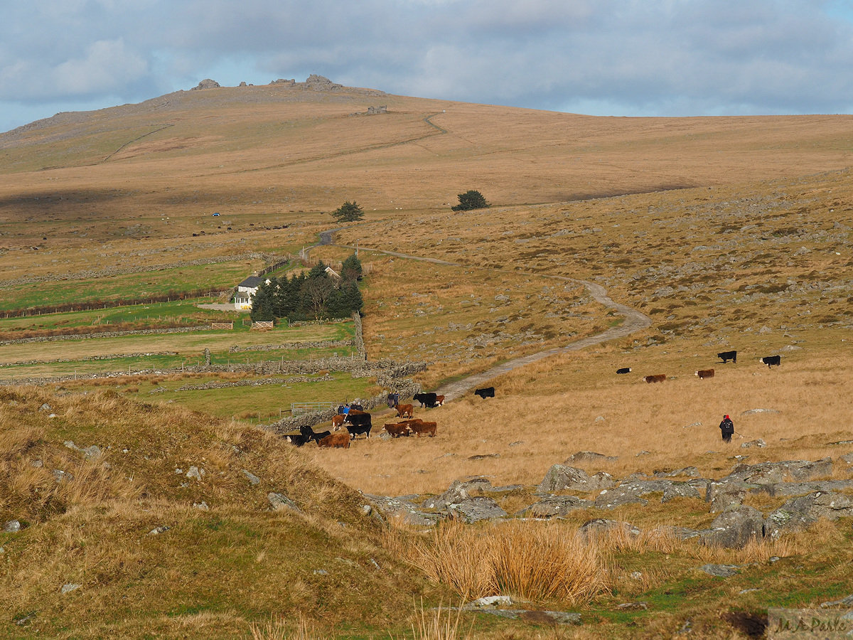 Yellowmead Farm and the southern slopes of Great Mis Tor